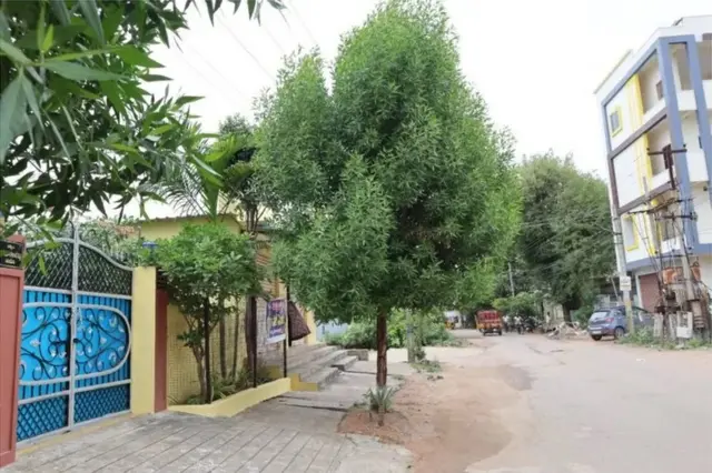 કોનોકૉર્પસ વૃક્ષ