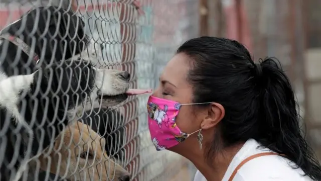 जानवरों में कोरोना वायरस