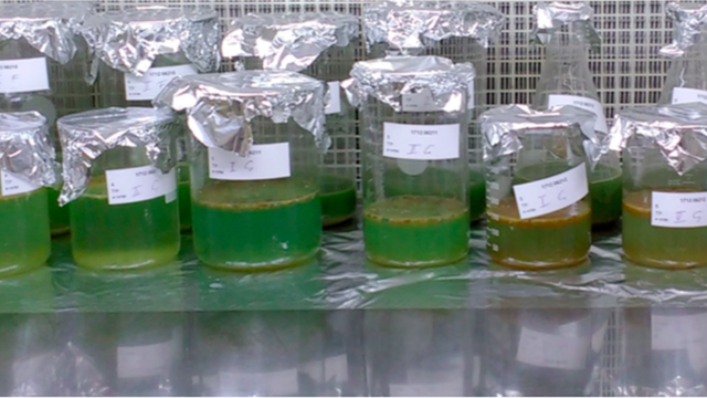 Amostras dos examesnovibet es confiablefezes dos participantes do estudo sobre a presençanovibet es confiablemicroplásticosnovibet es confiablehumanos