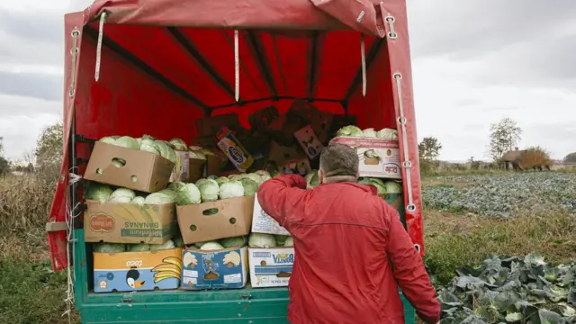 Kupus je utovaren i sve je spremno za polazak kamiona