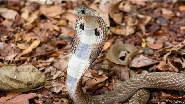 आदमखोर सांप, इंडोनेशिया, जंगल