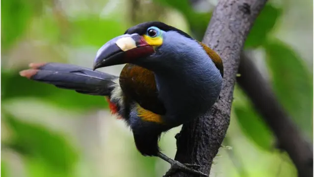 Una variedad de tucán amazónico