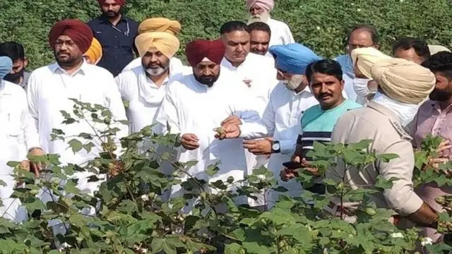 ਗੁਲਾਬੀ ਸੁੰਡੀ