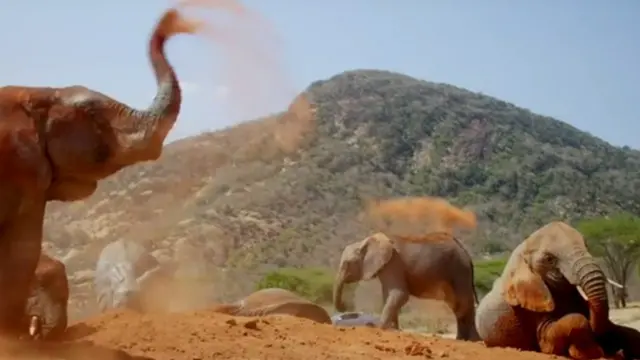 அநாதையான 200 யானைக்குட்டிகளின் "தாயுமானவர்"