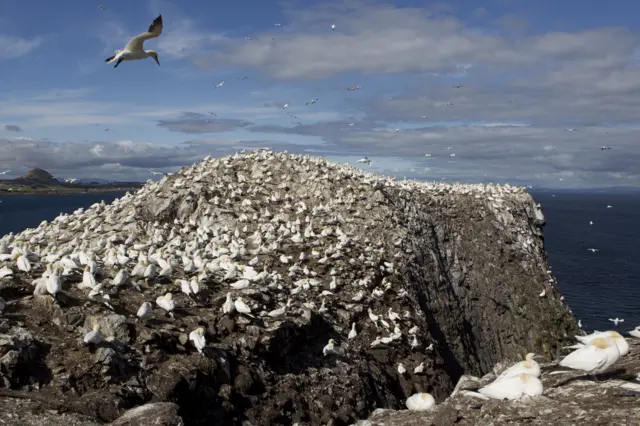 Найбільша у світі колонія бакланів на острові Басс-рок