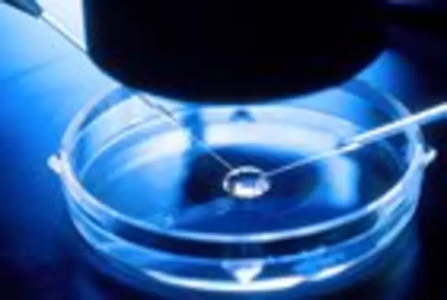 An embryo being prepared for IVF