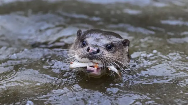 Une loutre nageant avec un poisson dans la bouche