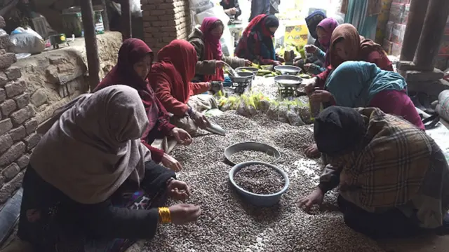 د بدخشان د یفتل ولسوالۍ ګل نساء پسته ټولوونکې ده.