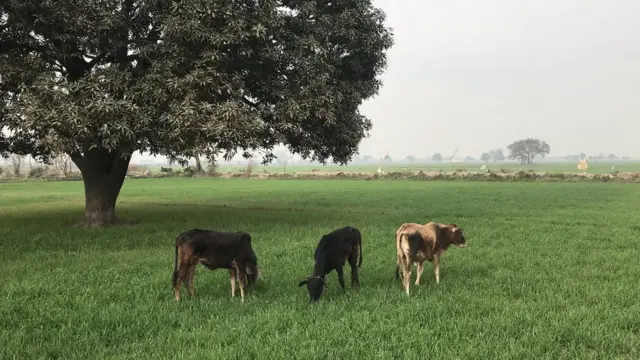 गाय से परेशान लोग