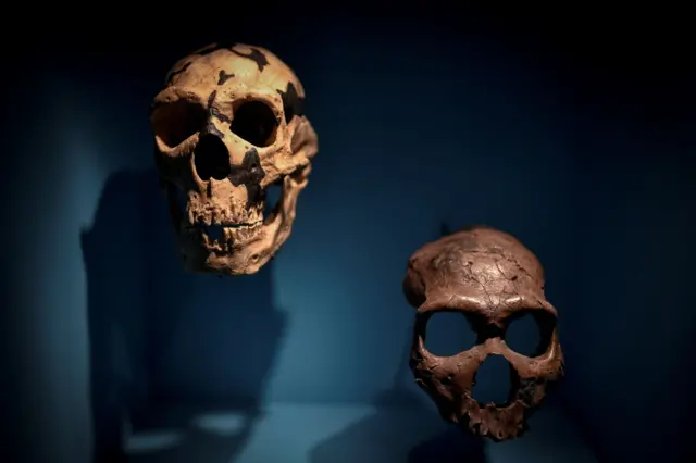 Skulls are displayed as part of the Neanderthal exhibition at the Musee de l"Homme in Paris