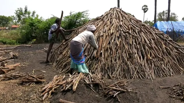 சீமைக் கருவேல மரங்கள் வரமா? சாபமா? உயிராபத்தையும் மீறி நடக்கும் கரிமூட்டம் தொழில்