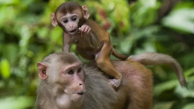 قرود مكاك ريسوسي