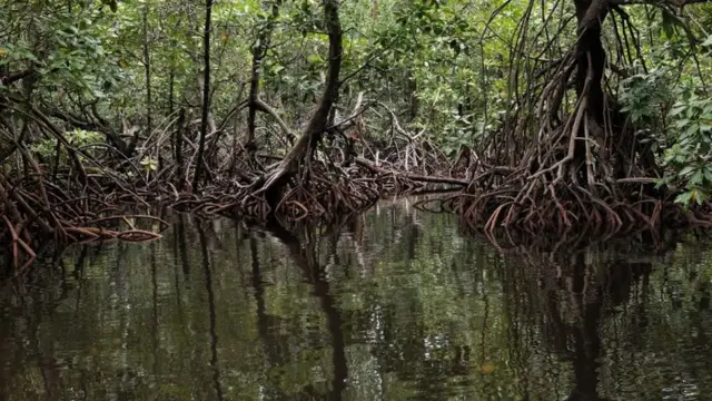 hari air sedunia, papua, hutan perempuan, hari hutan, teluk youteva