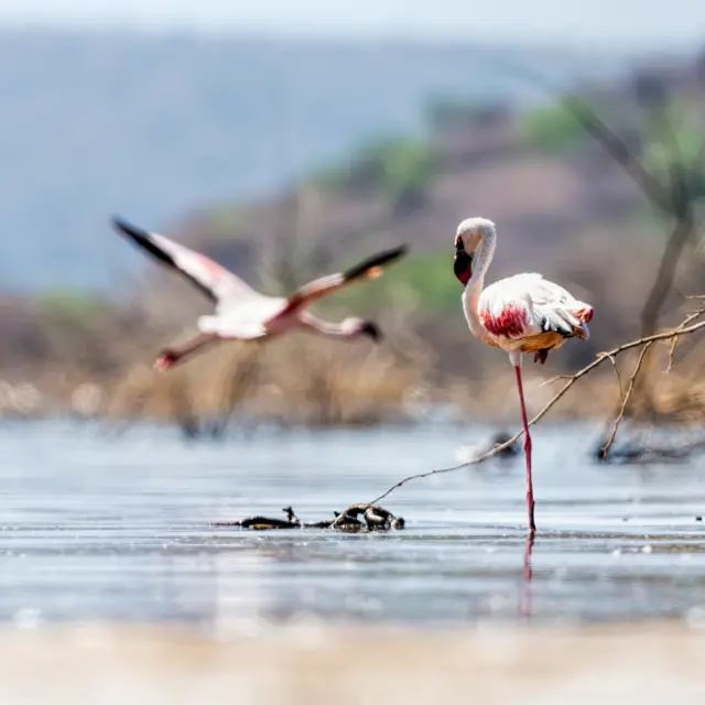 Flamingos