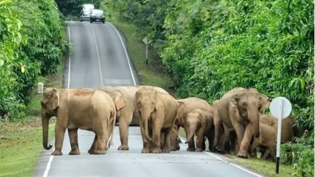 థాయ్ ఏనుగుల మృతి
