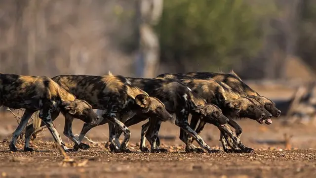 आफ्रिकन कुत्री