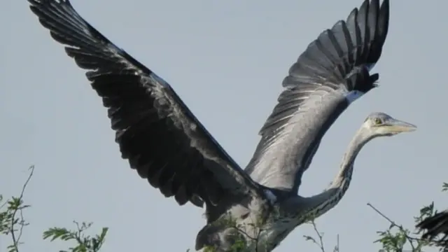 தமிழகத்தில் இருந்து சொந்த நாடுகளுக்கு திரும்ப மனமில்லாத பறவைகள்