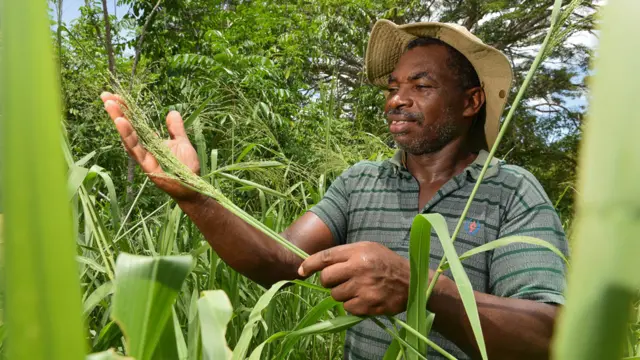 Productor ganadero en el valle de Patía