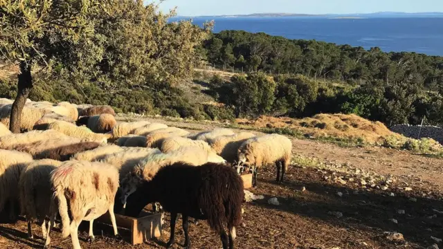 Bura nanosi so iz Jadrana na Pag, čime menja ukus različitih biljaka koje jedu ovce na ispaši