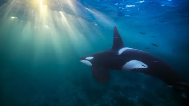 orca