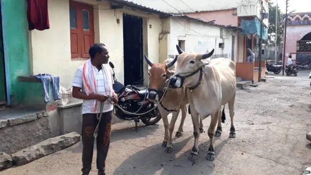 मराठवाड्यात जनावरांच्या चाऱ्याचा प्रश्न गंभीर बनला आहे.