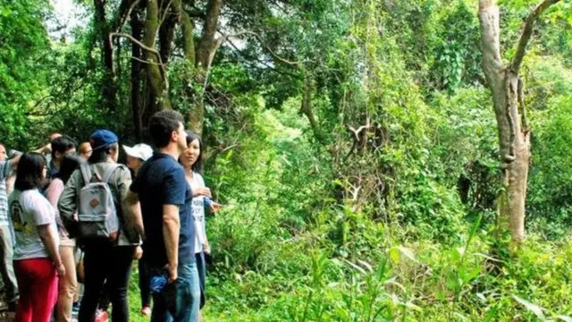 अक़ीलारिया का पेड़