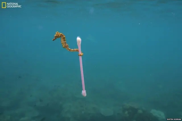 कॉटन बग ओढून घेऊन जाणारा हा सीहॉर्स.