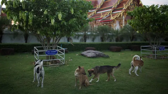 ประเทศไทยมีประชากรสุนัขมากกว่า 7.38 ล้านตัว ตามสถิติปี 2559 ของสำนักงานปศุสัตว์