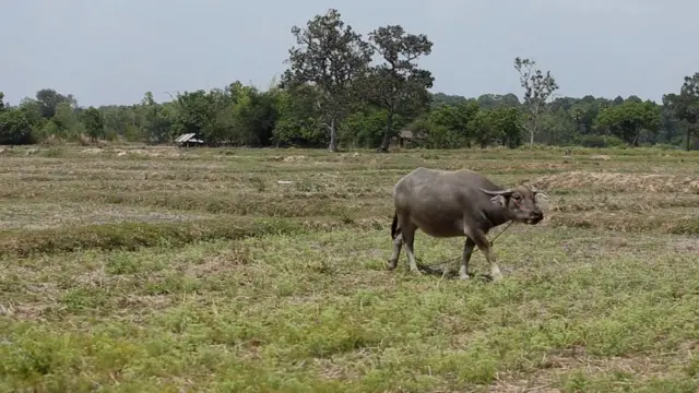 ควายเดินอยู่กลางทุ่งนา