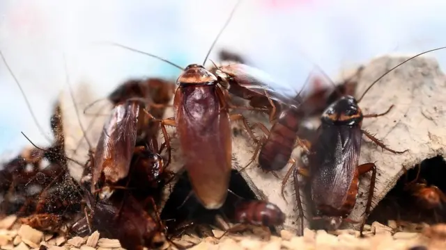 نجحت الصراصير حتى الآن في التكيف مع كافة الكوارث البيئية الضخمة التي هددت بانقراضها