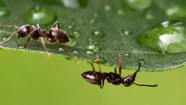எறுப்பு