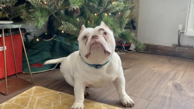 أحد الكلاب المنقذة سيعاد إلى بيت قبل عيد الميلاد.