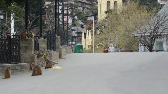कोरोना वायरस, शिमला