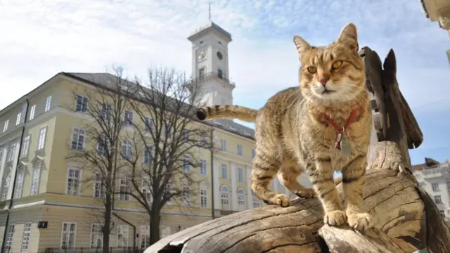 Кіт на тлі ратуші