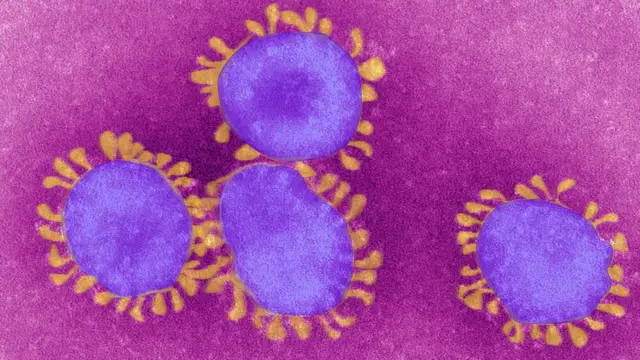 Koronaavaayiras maayikirooskoppii jalatti