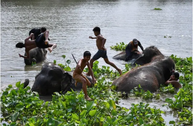 Children play with elephants in a river