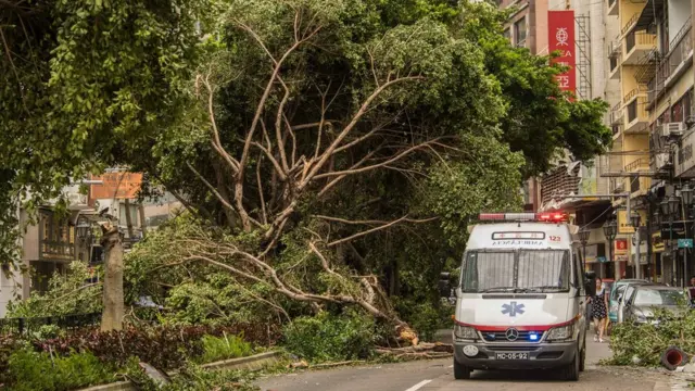 Un árbol derribado en Macao