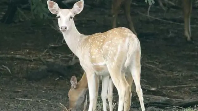 බූන්දලින් හමු වූ සුදුමුවා