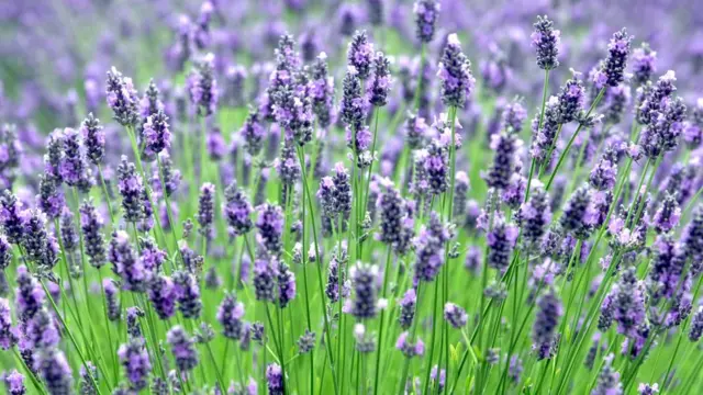 Polje lavande