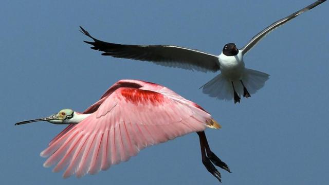 一只玫瑰色的琵鹭与一只海鸥在空中交叉飞过；沿着墨西哥湾筑巢的琵鹭正受到海岸侵蚀的威胁