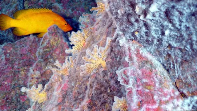 ገሊኦም ቫይረሳት፡ ጥዕና ፋንጋይን ኣትኽልትን ይሕልው