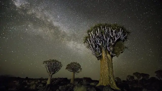 Árvore fotografada por Beth Moon