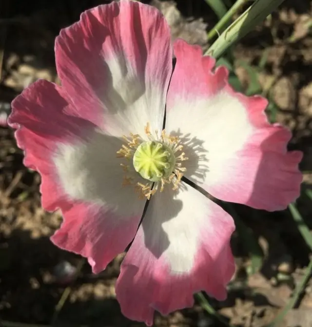 Кўкнори гули