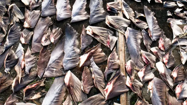 Vi cá mập ở Aceh 2006