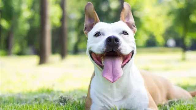 A happy dog