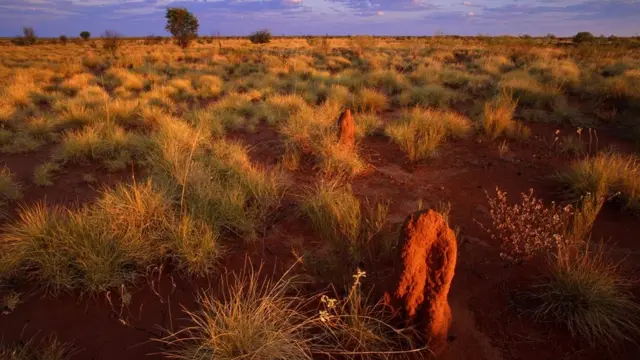 Tanami track