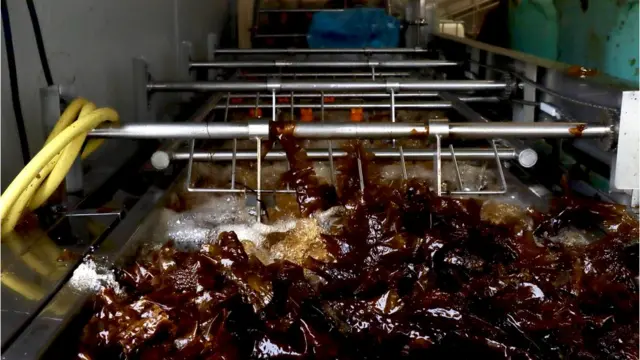 Seaweed processing