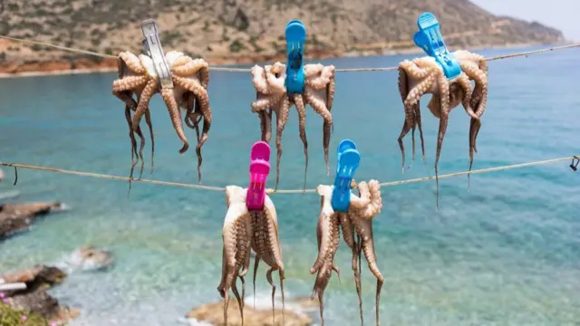 Bir ipte kurutulan ahtapotlar