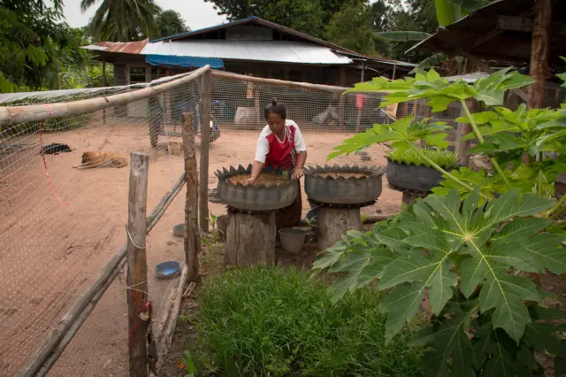 ยายเนียมกำลังเก็บผัก จ.บุรีรัมย์