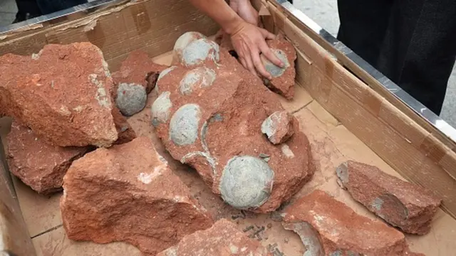 Cina, dinosaurus, fosil